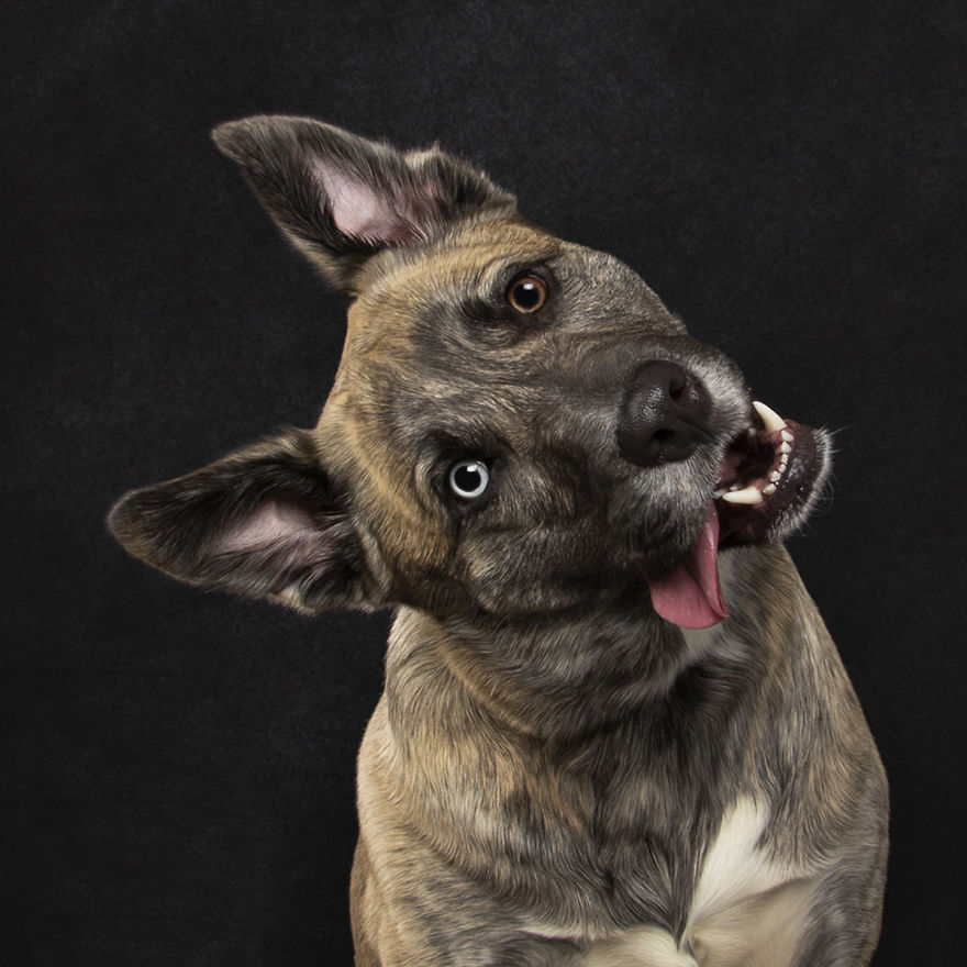 I Photograph Dogs Curling Their Tongues In The Funniest Ways (26 Pics)
