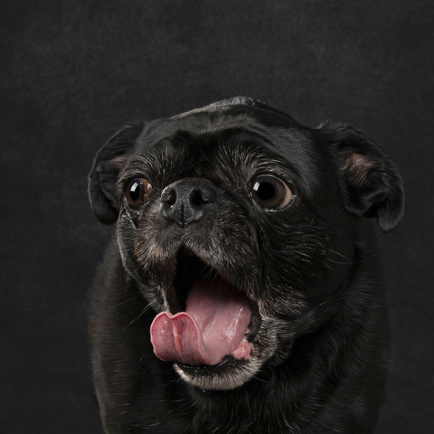 I Photograph Dogs Curling Their Tongues In The Funniest Ways (26 Pics)