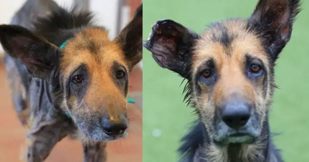 He lost hair, was invisible and had bacteria: Ralph fought until his fur shone again