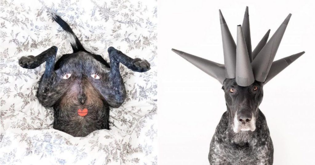 Adorable German Shorthair Assumes Many Different Looks And Poses In Whimsical Photo Series