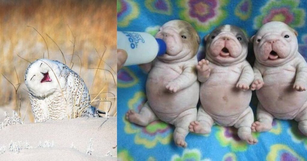 20+ Photos captured in the perfect moments where nature is funny