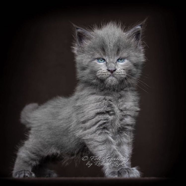 Maine Coon Kittens 20+ Photos of Who Look Like Majestic ...