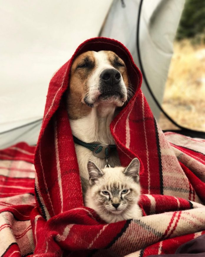 This Cat And Dog Duo Love Travelling Together And They Take The Best
