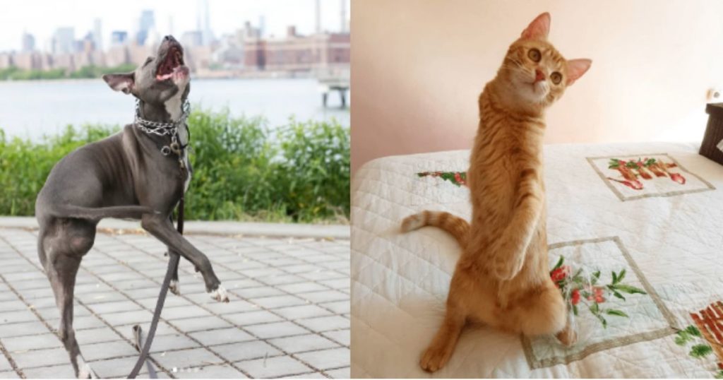 15 Amazing 3-legged pets who prove they are invincible
