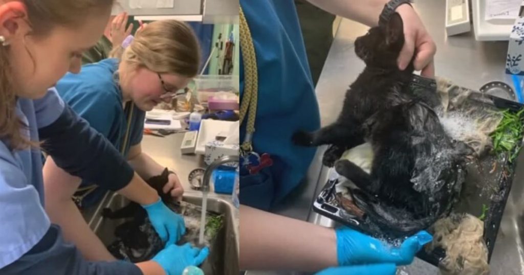 Cat Found Stuck To Glue Trap Gets New Lease On Life