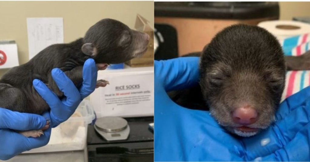 Bear cub rescued by dog will be raised by ‘foster mom