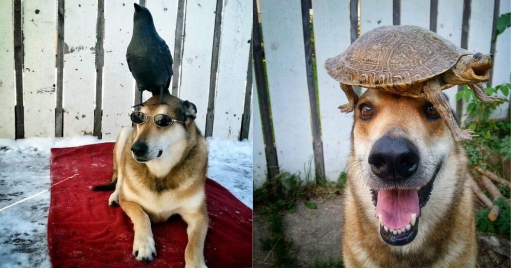 This Dog Can Keep Anything On His Head Without Falling ( 30 Cutest Photos )