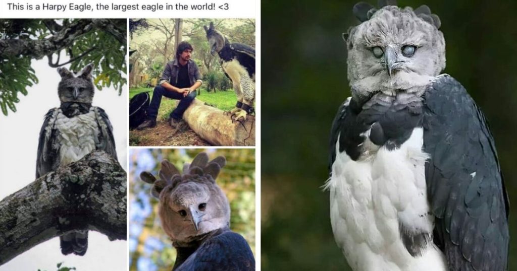 This Harpy Eagle Is So Big, It Looks Like A Human In A Costume