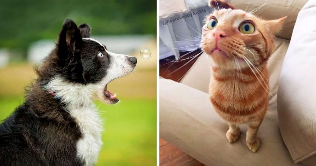 25 Hilarious Entries For The First Ever Comedy Pet Photography that will make you Big Smile