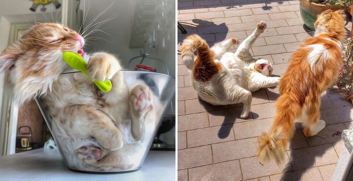 Italian Woman Documents The Carefree Life Of Her Cat And It Kinda Makes You Jealous (30 Pics)