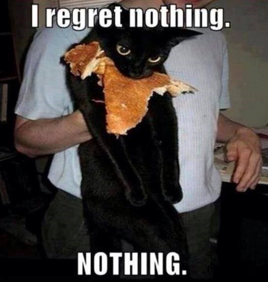 cat memes 2020