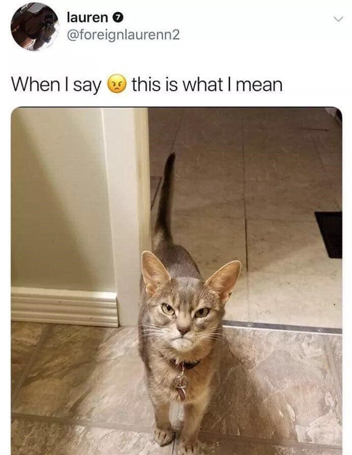 Cat memes 2020 That Will Made Your Day 1000 Batter Kitten Vs Puppy