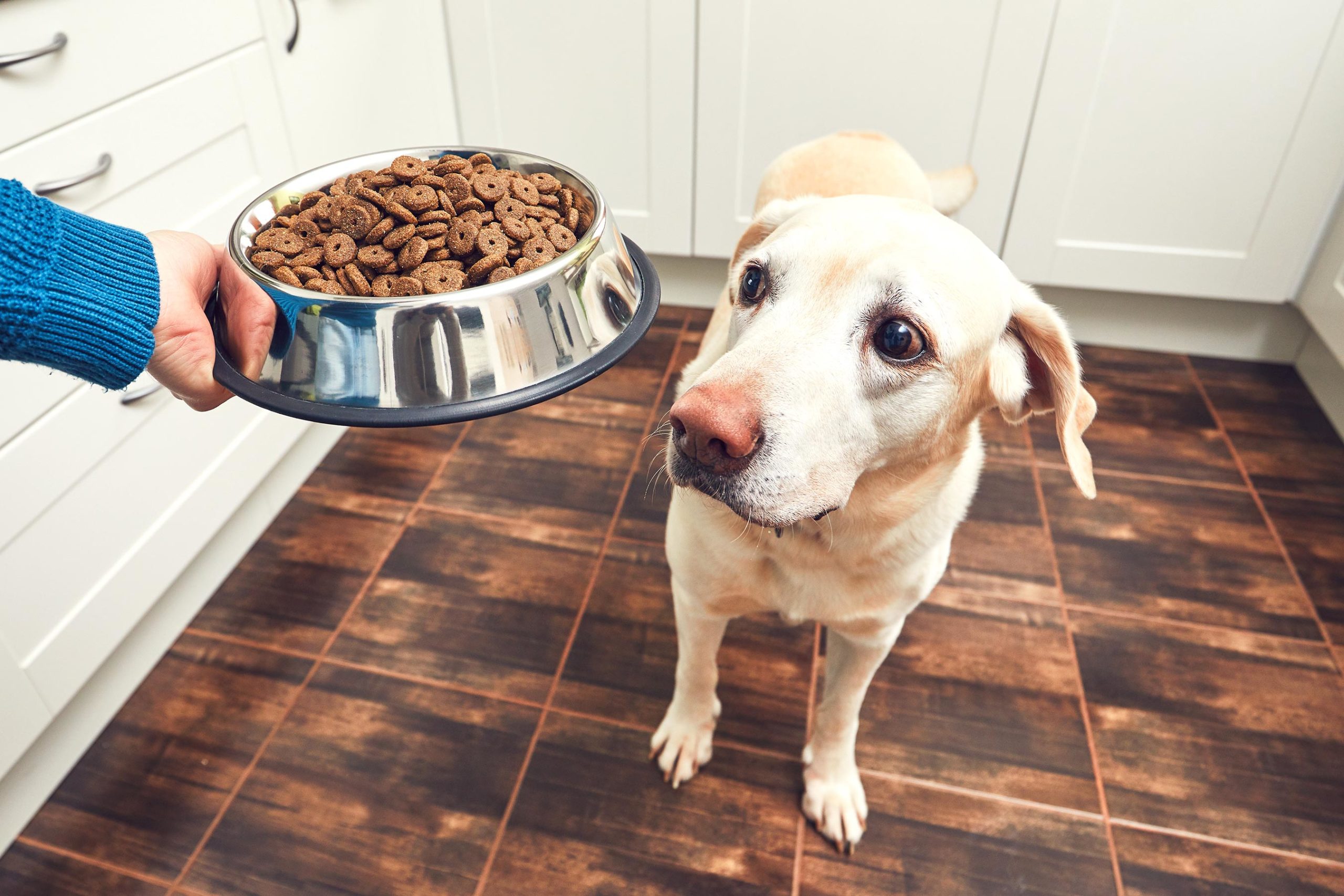 Grain free dog food killing dogs Here’s what pet owners