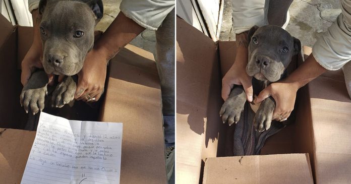 Boy left his dog at the door of a shelter to save him from his father’s ill-treatment