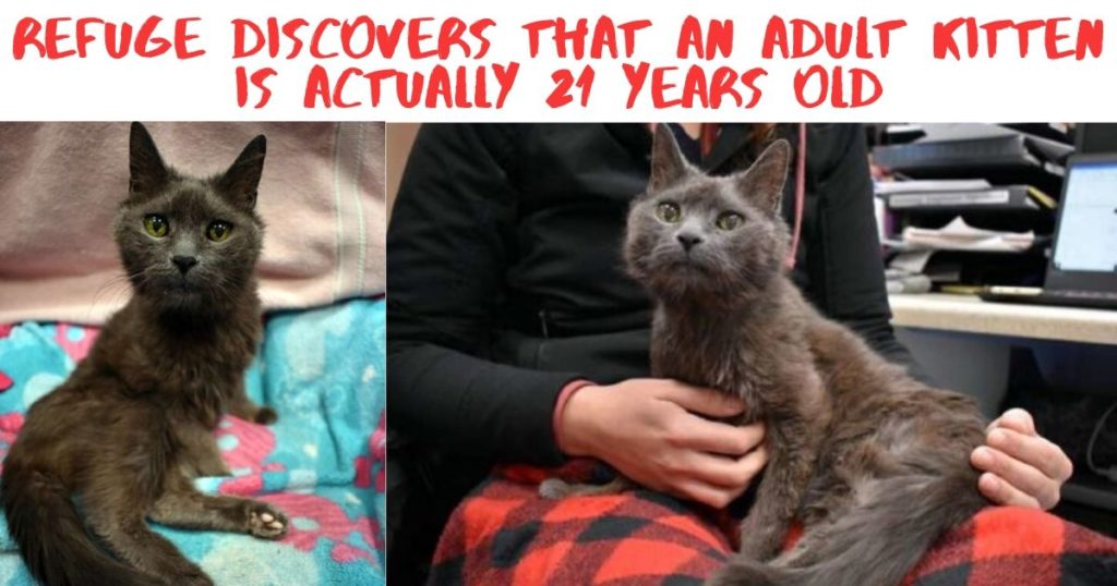 Refuge discovers that an adult kitten is actually 21 years old