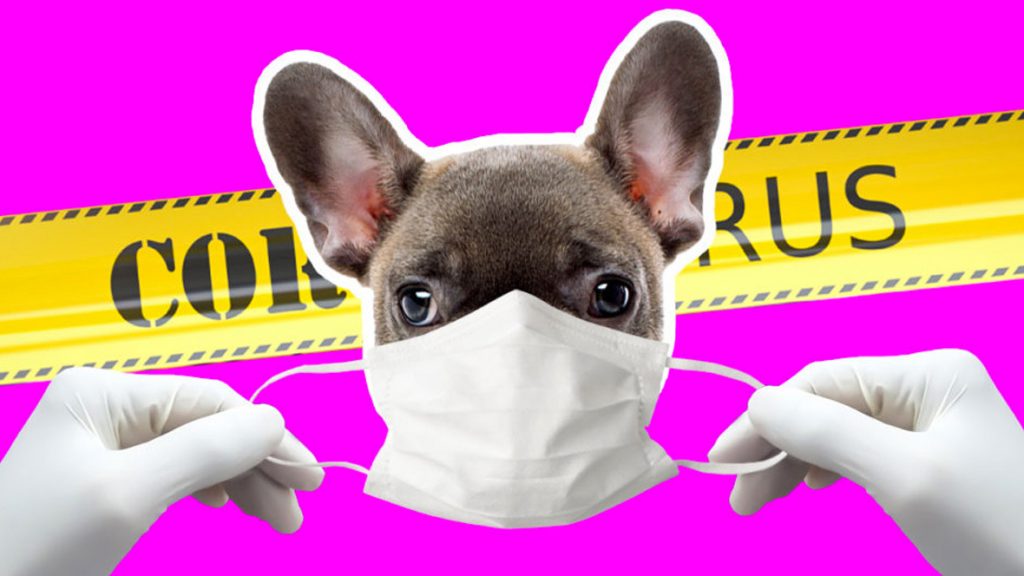 can dogs get covid 19