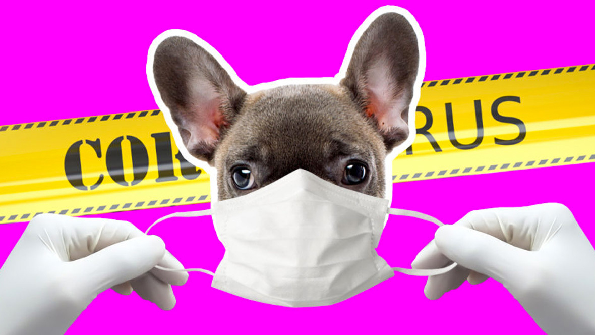 can dogs get covid 19