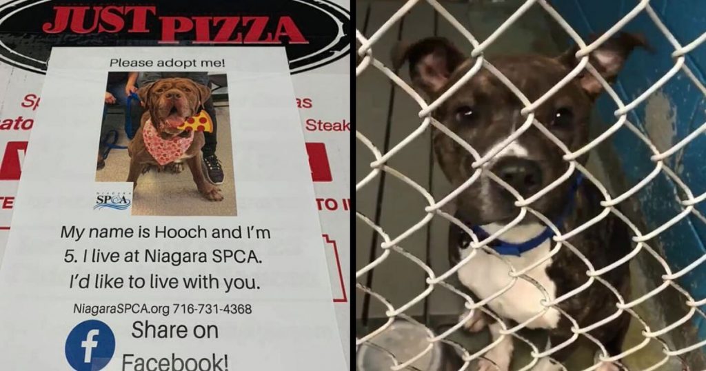 Local Shelter Get Dogs Adopted By Putting Their Photos On Pizza Boxes