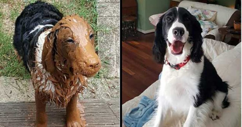 30 Reasons of Doggos You Should Never Let Your Dog Play In The Mud (New Pics)
