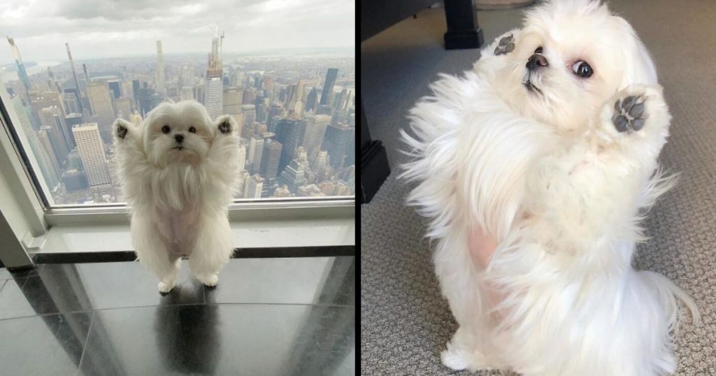 This Is Coco And She Really Likes To Stand On Her Back Feet (25 Pics)