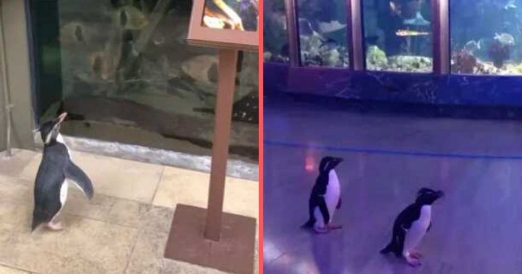 Aquarium Let Penguins Explore And Visit Other Animals After It’s Closed To Humans