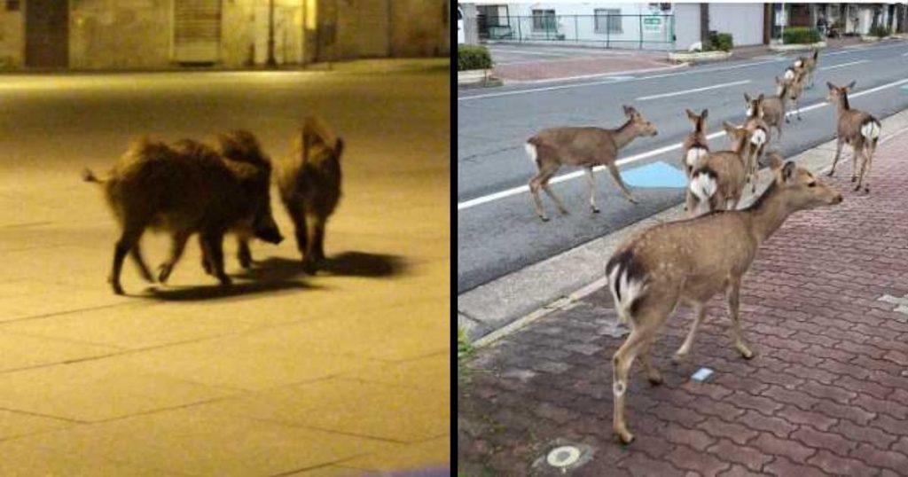 Animals Invade Cities As People Quarantine Themselves At Home