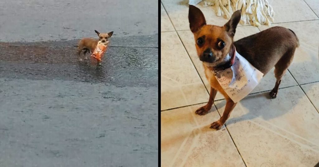 This Quarantined Guy Sends His Dog On A Mission To Buy Cheetos And He Delivers