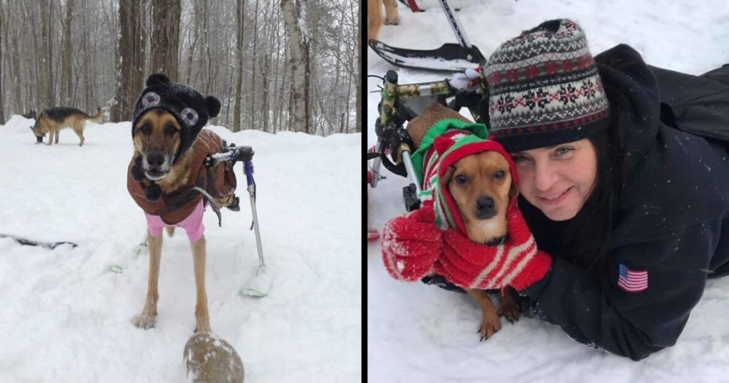 Woman Adopts 6 Dogs With Special Needs And Now They’re All Living Their Best Lives