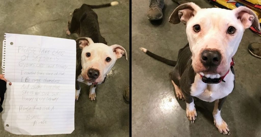 Shelter Takes In Dog Found With Heartbreaking Note Saying Owner Couldn’t Feed Her