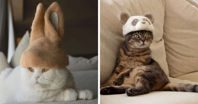 This Japanese Artist Creates Hats For Cats Made From Their Own Hair