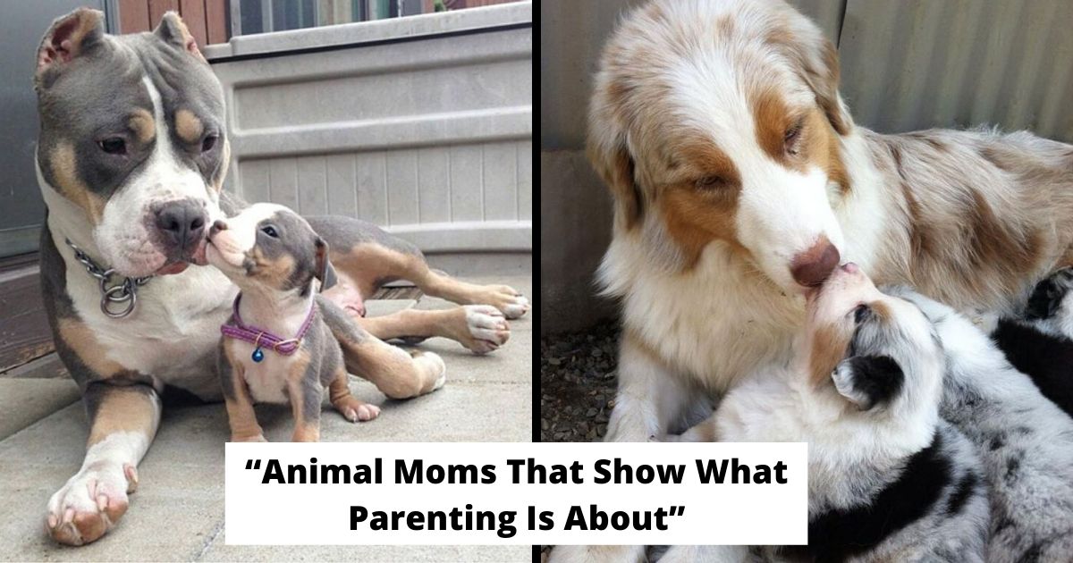 20 Animal Moms That Show What Parenting Is About