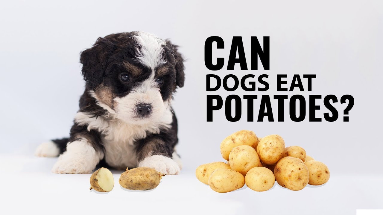 dog eat potato