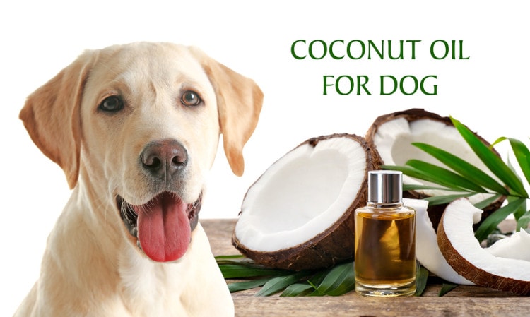 Can Dogs Eat Coconut
