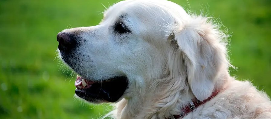 Can dogs eat lettuce