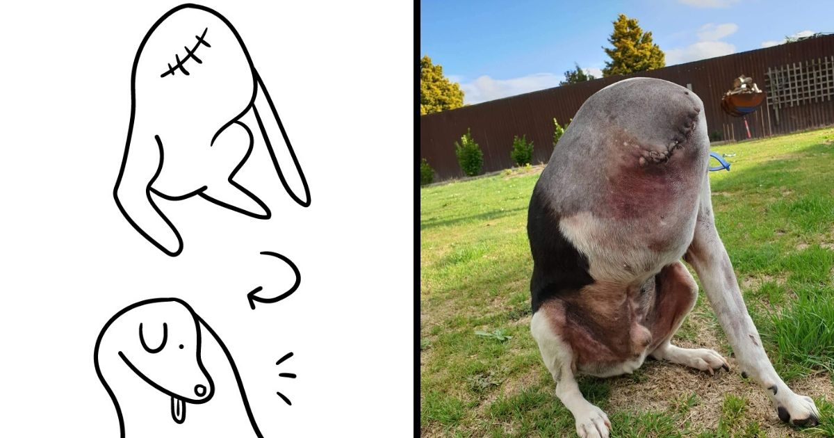 People Are Having Trouble Understanding This Dog Picture