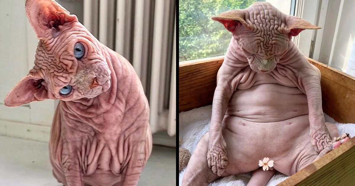 This Extra-Wrinkly Evil-Looking Cat Is Actually Very Lovely (30 Pics)