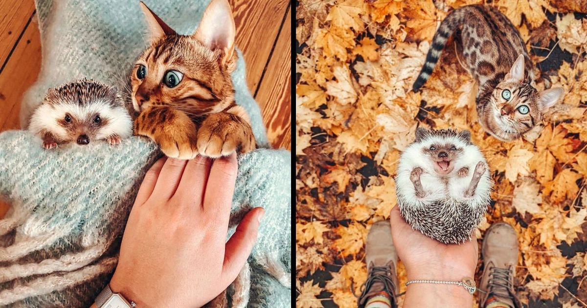 People Are Loving The Adventures Of This Hedgehog And Its Bengal Best Friend (30 Pics)