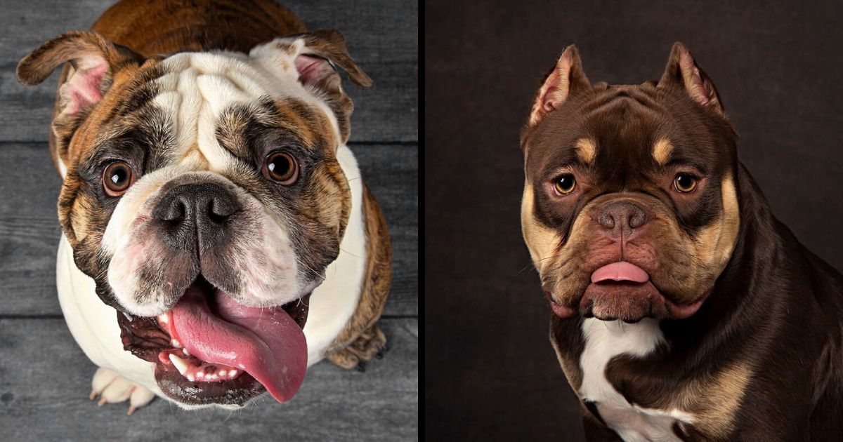 I Photograph Dogs Curling Their Tongues In The Funniest Ways (26 Pics)