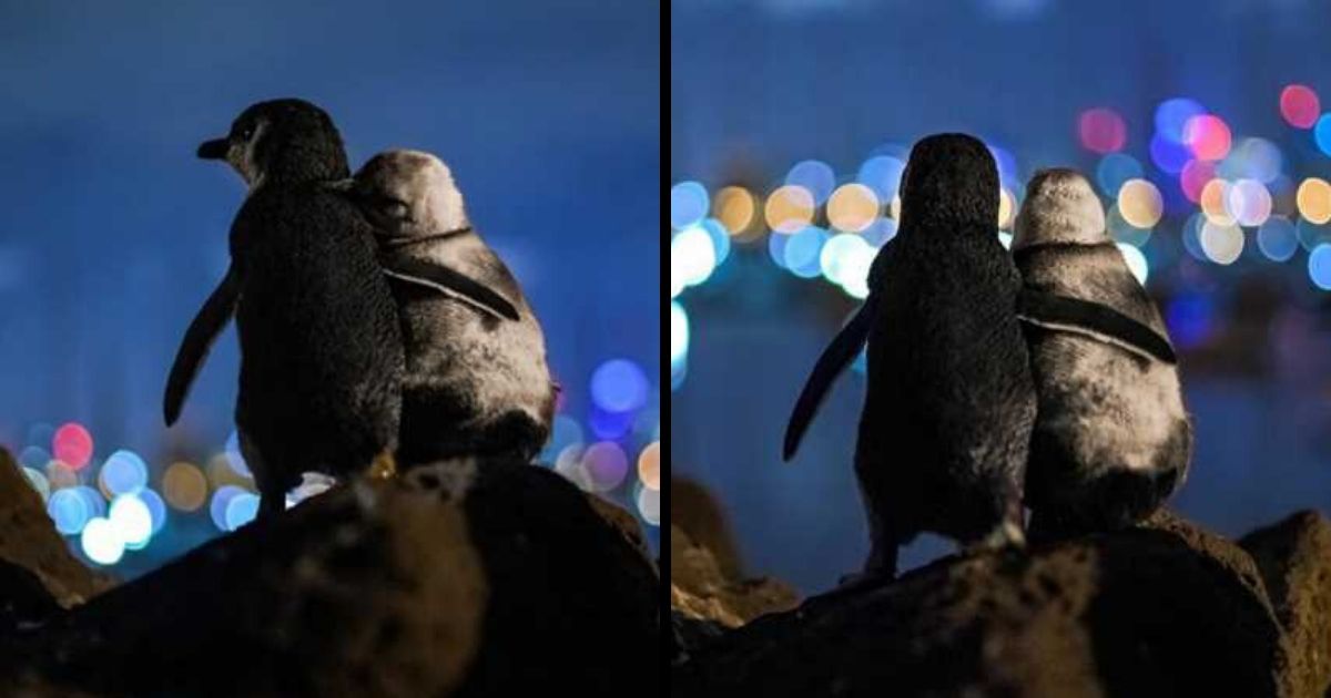 Photographer Captures A Shot Of Two Widowed Penguins Overlooking The Melbourne Skyline Together