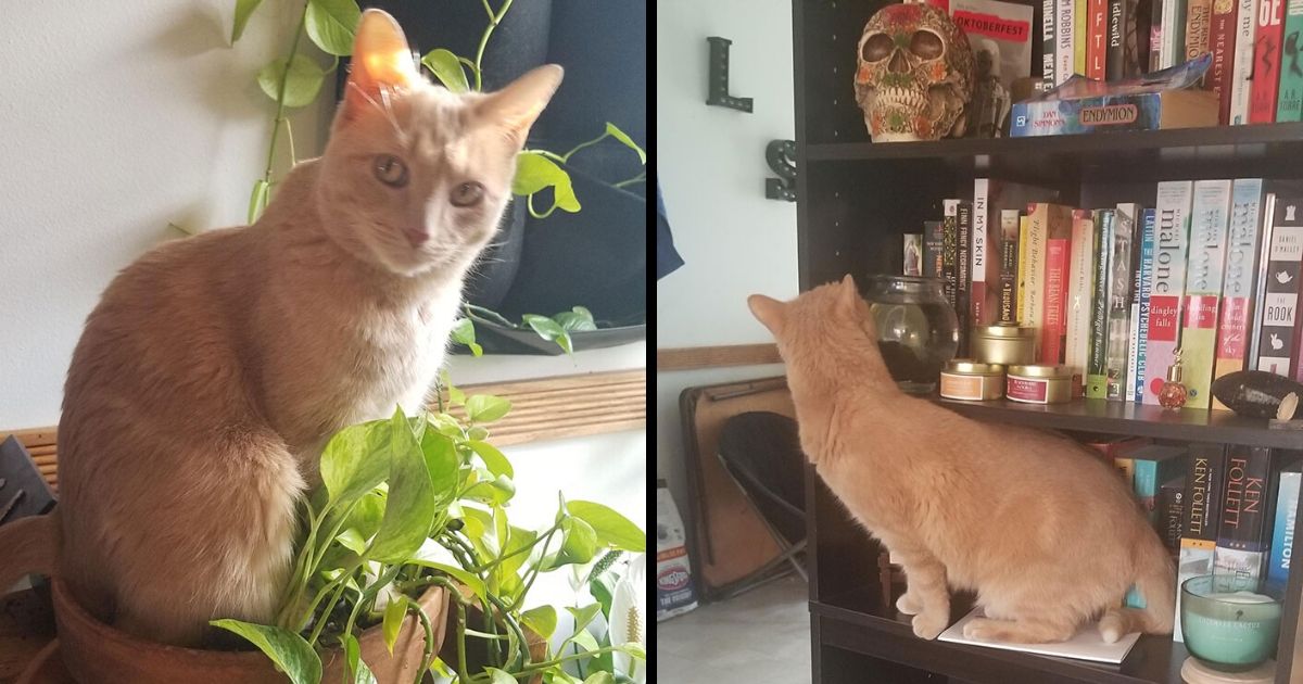 Owner Gives Up On Trying To Keep Her Cat Off Of Various Surfaces, Documents It Instead (19 Pics