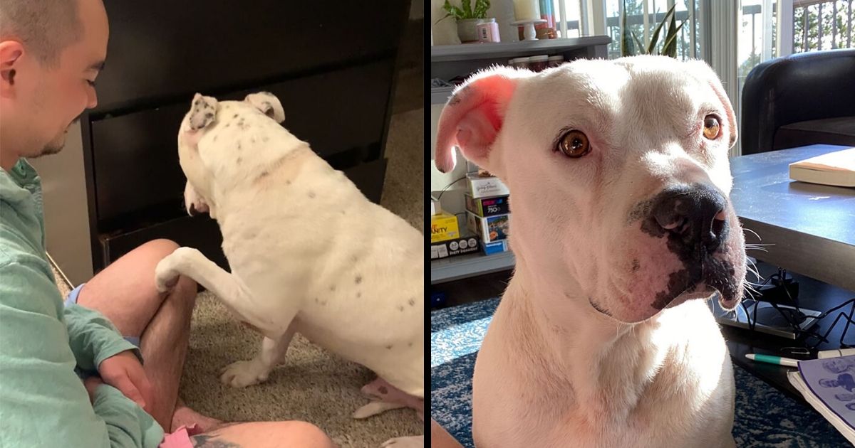 Timid Pup Comes Up With A Super Cute Way To Ask His Foster Parents For More Scratchies And Love