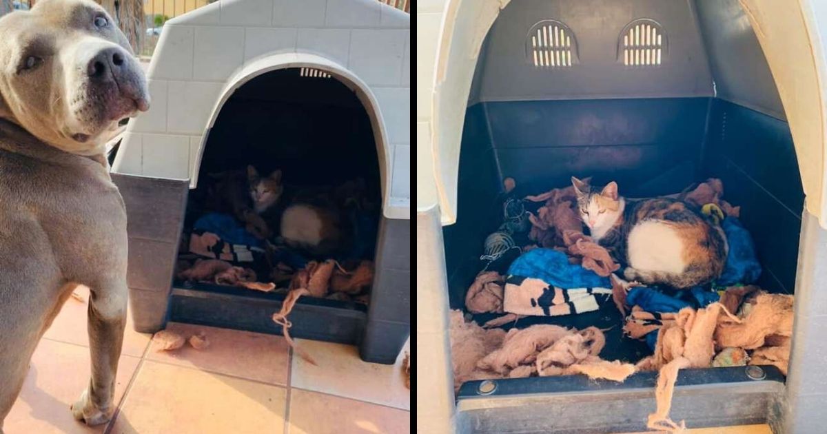 Sweet Pit Bull Invites Pregnant Stray Cat Into His House To Have Her Babies