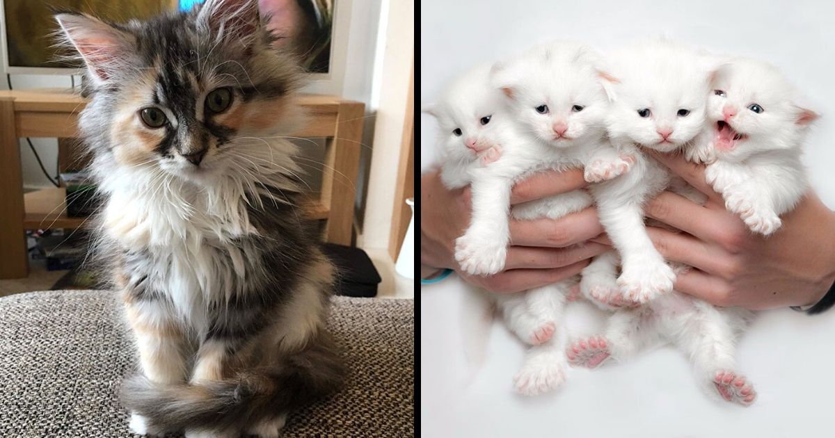 maine coon kittens