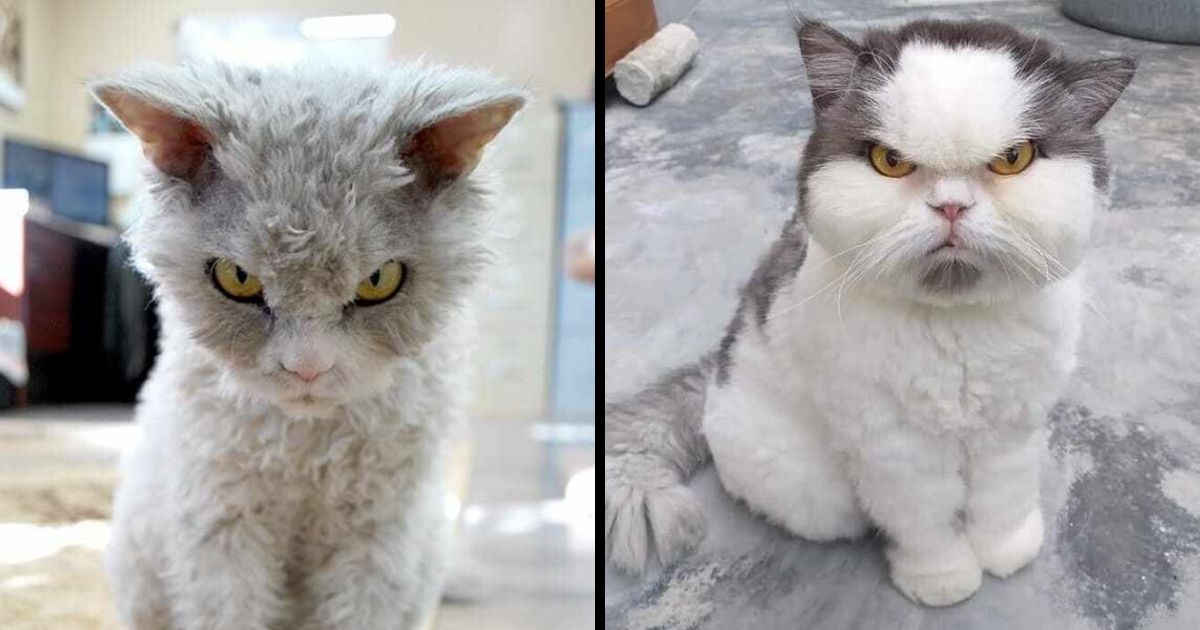 15+ ANGRY CATS YOU DEFINITELY DON’T WANT TO MESS WITH