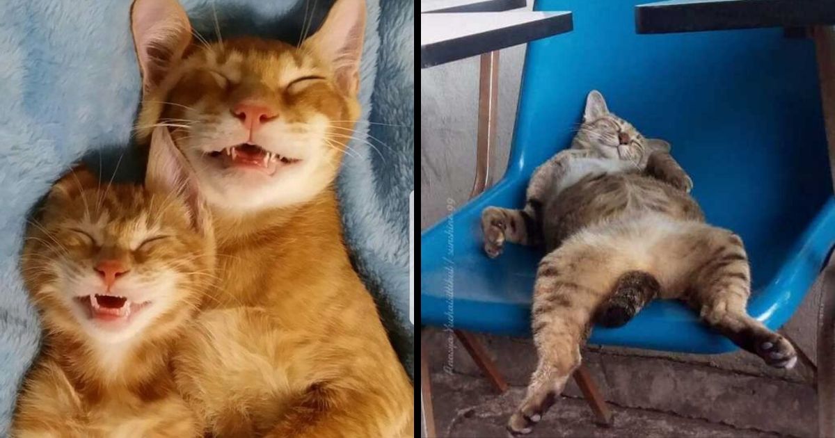 If you ever feel sad these 30 sleeping cats will make you smile