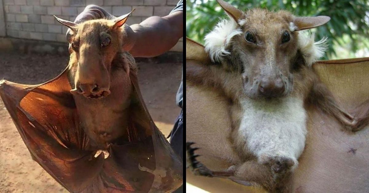 12 species of bats that give a completely different view than we have