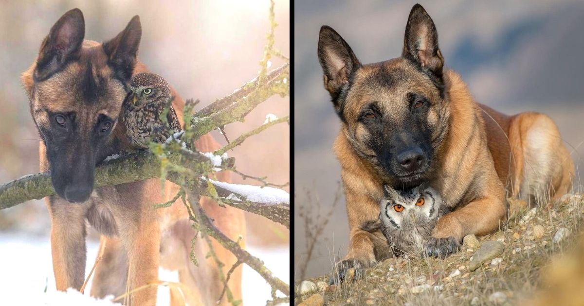 This Photographer Has Captured The Tender Friendship Between a Dog And an Owl (20 pics)