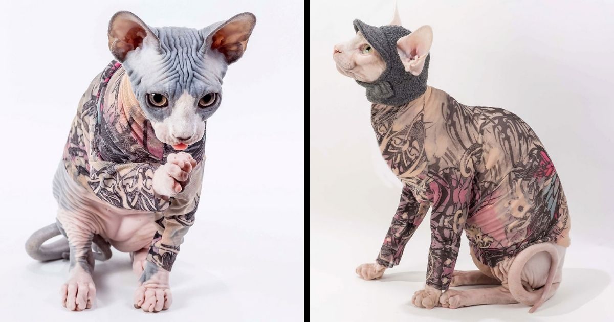You Can Get Tattoo Sleeves For Your Cat So They Can Look As Badass As They Feel