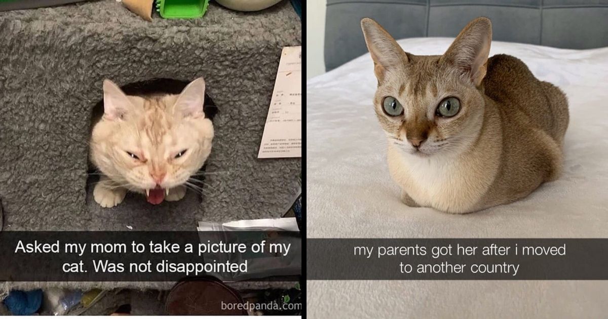Funny Cat Snapchats That Show Everyday Life With Cats (20 Pics)