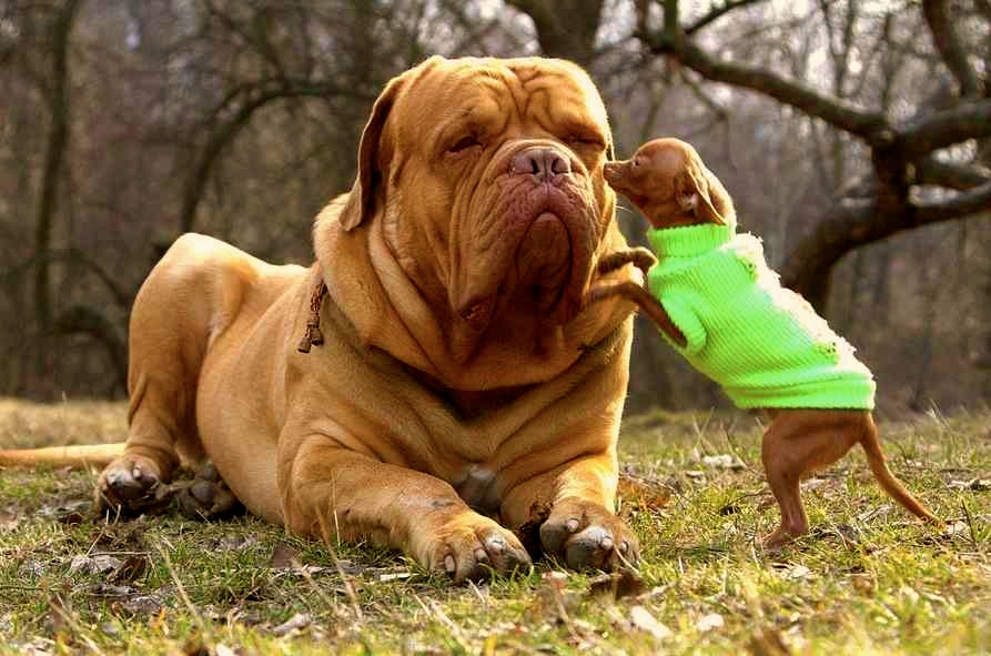 big dogs rc